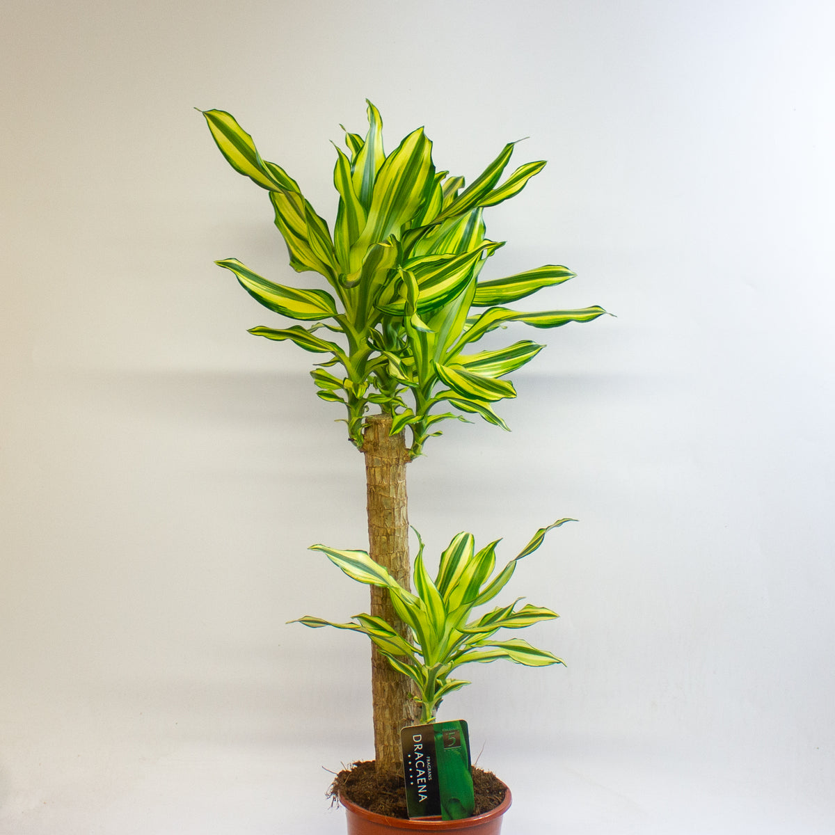 Dracaena Lemon and Lime 17cm H60cm