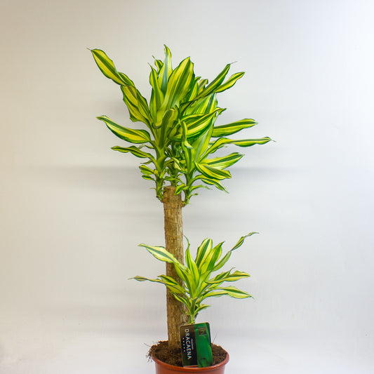 Dracaena Lemon and Lime 17cm H60cm
