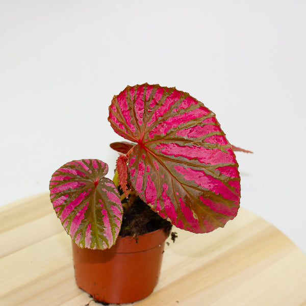 Begonia brevirimosa 10.5cm H15cm