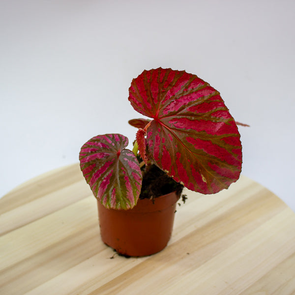 Begonia brevirimosa 10.5cm H15cm