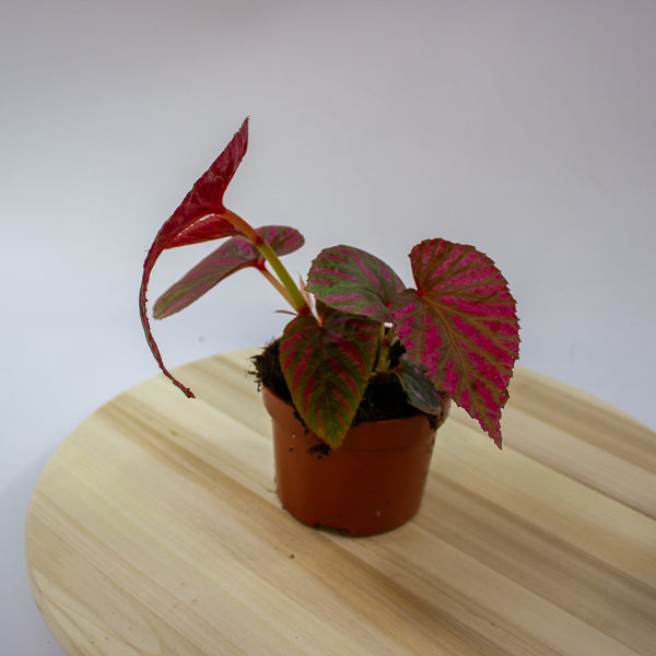 Begonia brevirimosa 10.5cm H15cm