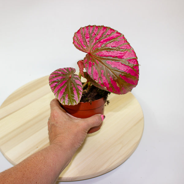 Begonia brevirimosa 10.5cm H15cm