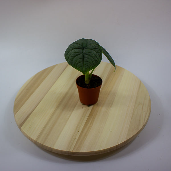 Alocasia melo 7cm H15cm