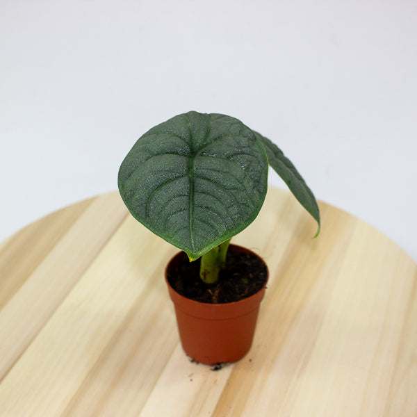 Alocasia melo 7cm H15cm