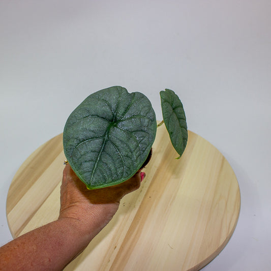 Alocasia melo 7cm H15cm