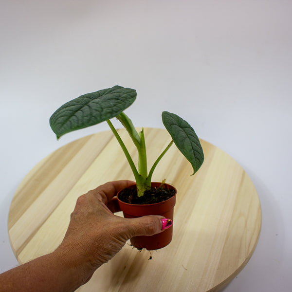 Alocasia melo 7cm H15cm