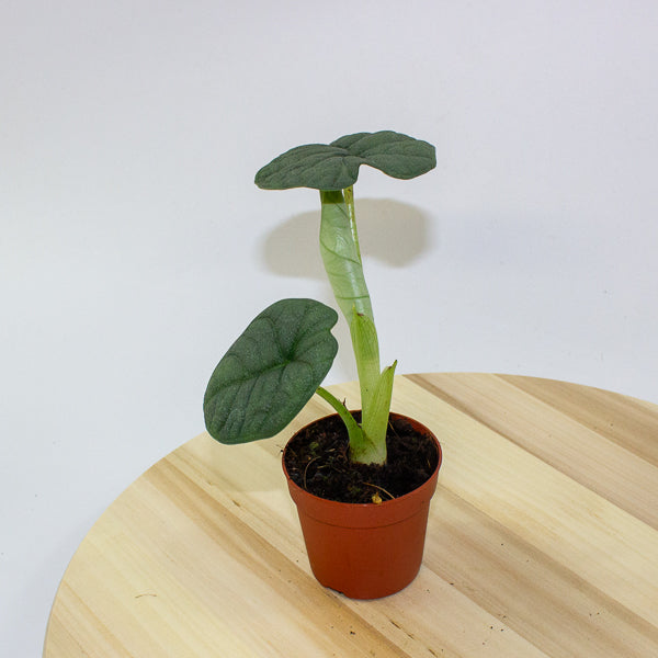 Alocasia melo 7cm H15cm