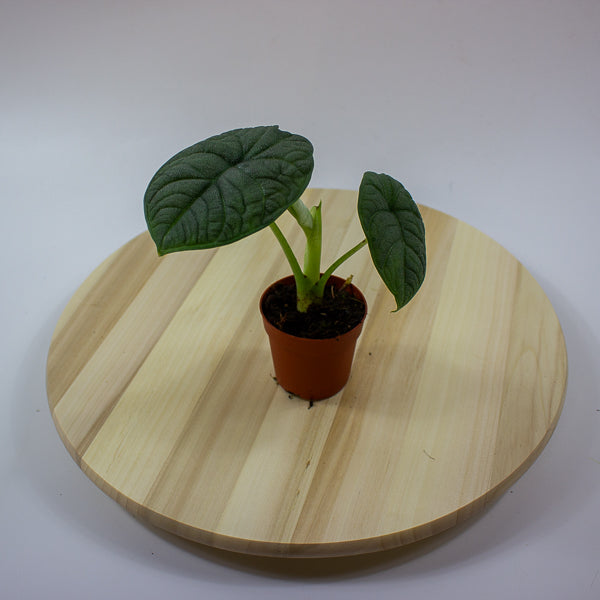 Alocasia melo 7cm H15cm