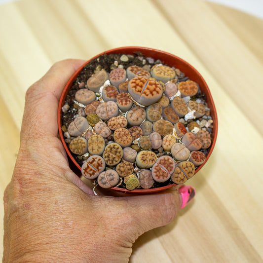 Lithops karasmontana bicolor 8.5cm H10cm