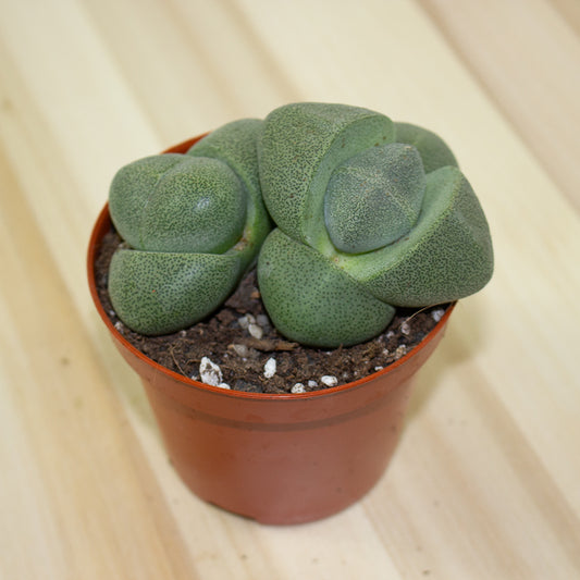 Pleiospilos nelii 8.5cm H10.5cm