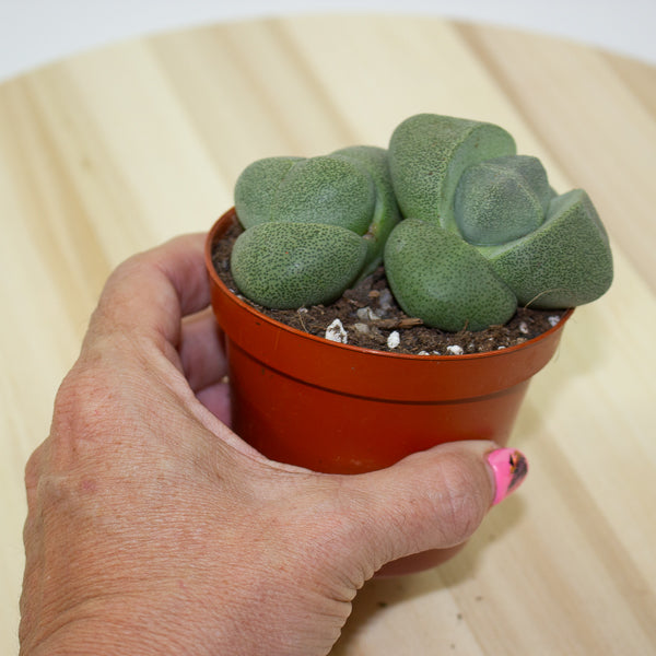 Pleiospilos nelii 8.5cm H10.5cm