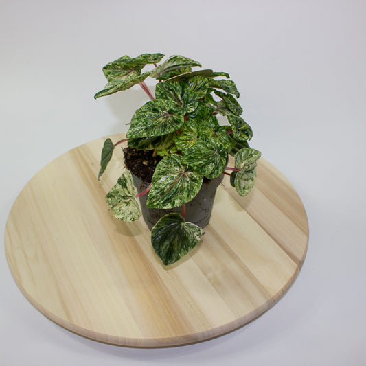 Peperomia caperata Buenos Aires 12cm H25cm