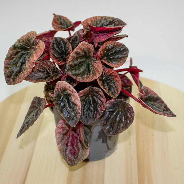 Peperomia caperata ABRICOS 12cm H25cm