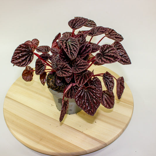 Peperomia caperata Red Luna 12cm H25cm