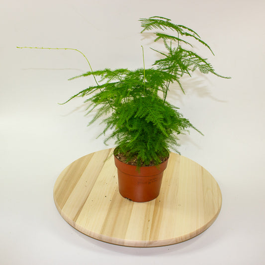 Asparagus setaceus 12cm H30cm