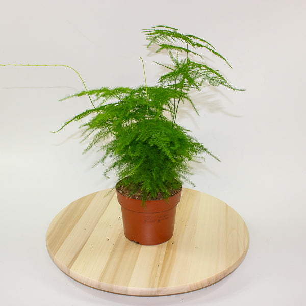 Asparagus setaceus 12cm H30cm