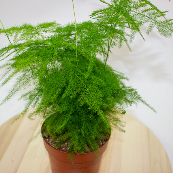 Asparagus setaceus 12cm H30cm