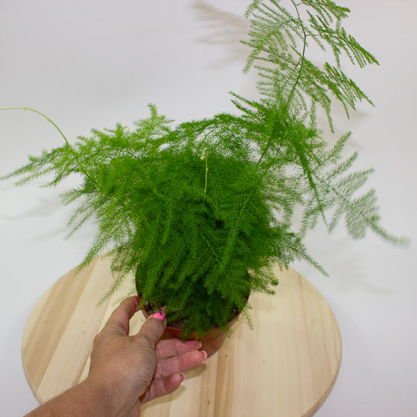 Asparagus setaceus 12cm H30cm