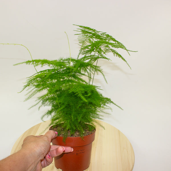 Asparagus setaceus 12cm H30cm
