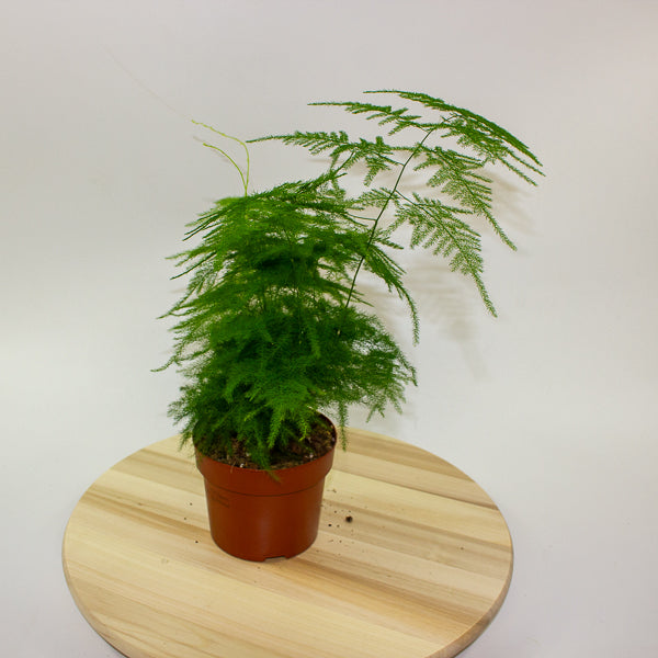 Asparagus setaceus 12cm H30cm