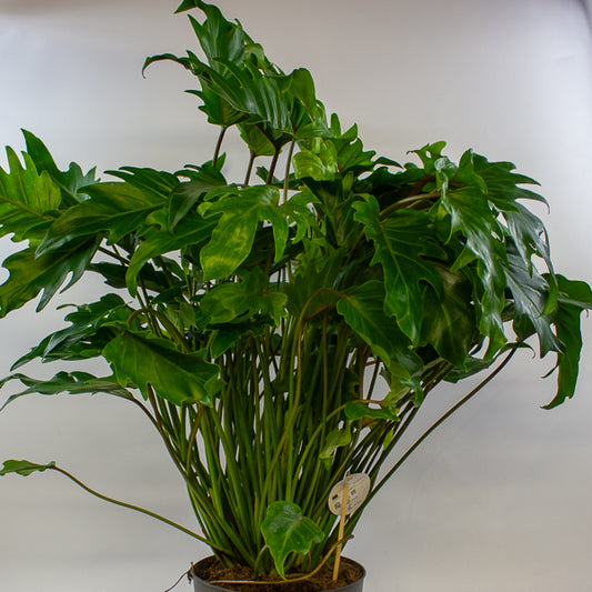 Philodendron xanadu 21cm H70cm