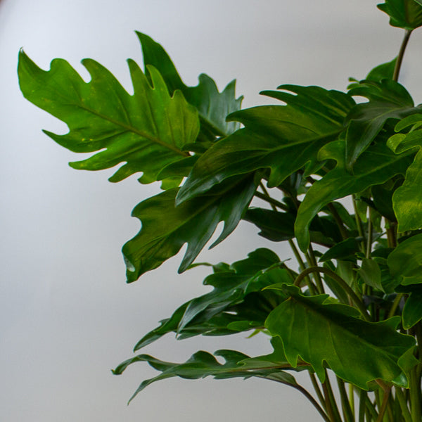 Philodendron xanadu 21cm H70cm