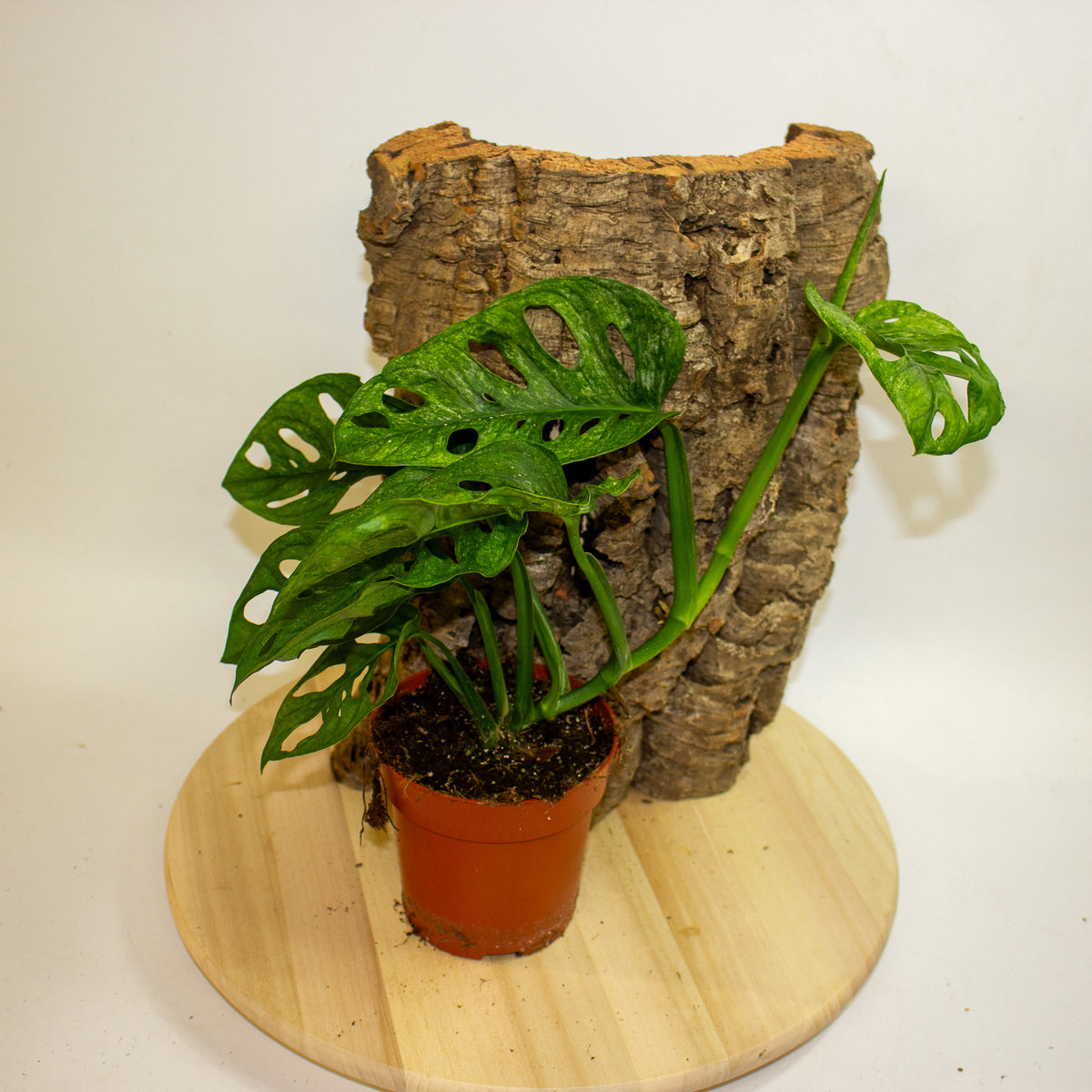 Monstera Adansonii Mint 12cm H20cm