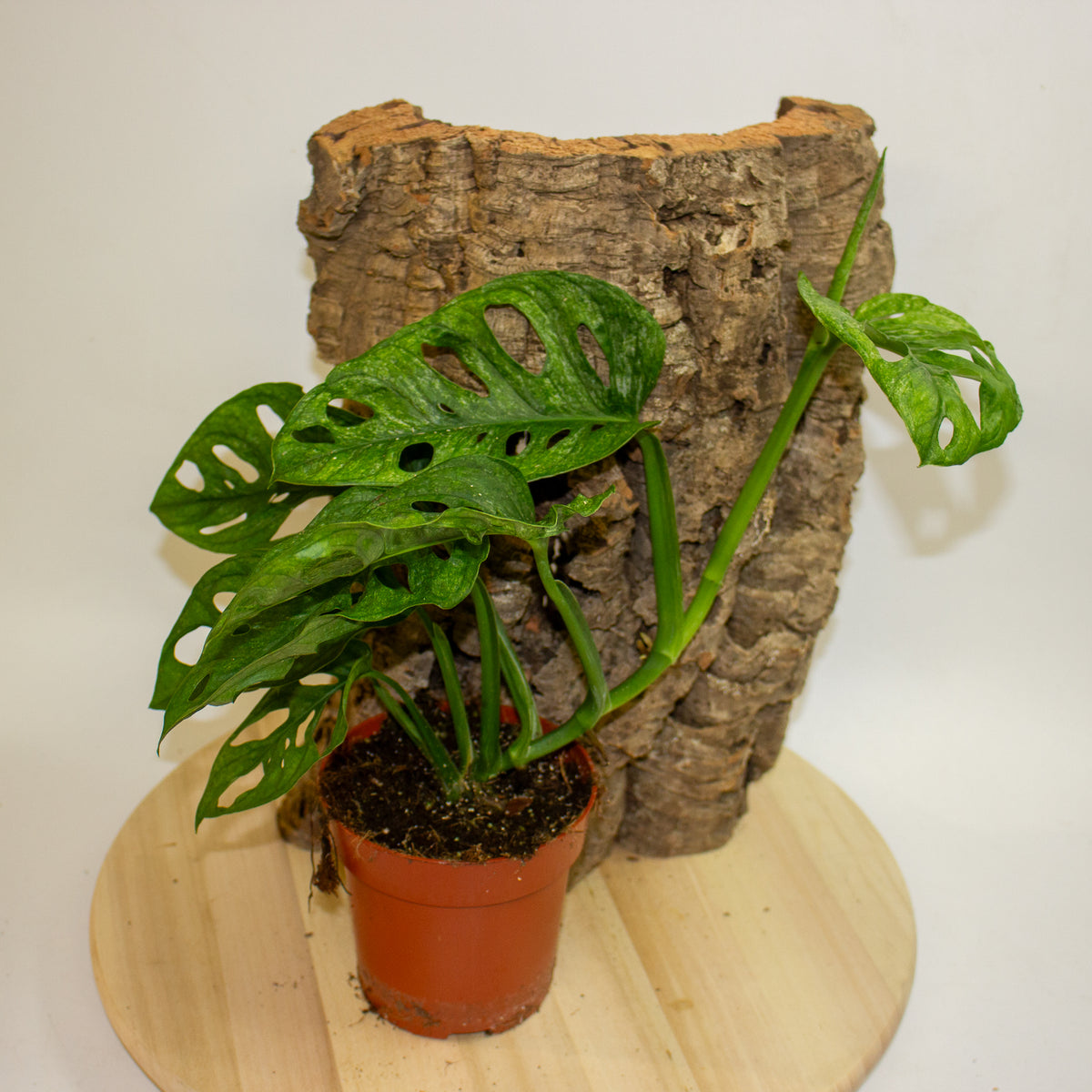 Monstera Adansonii Mint 12cm H20cm