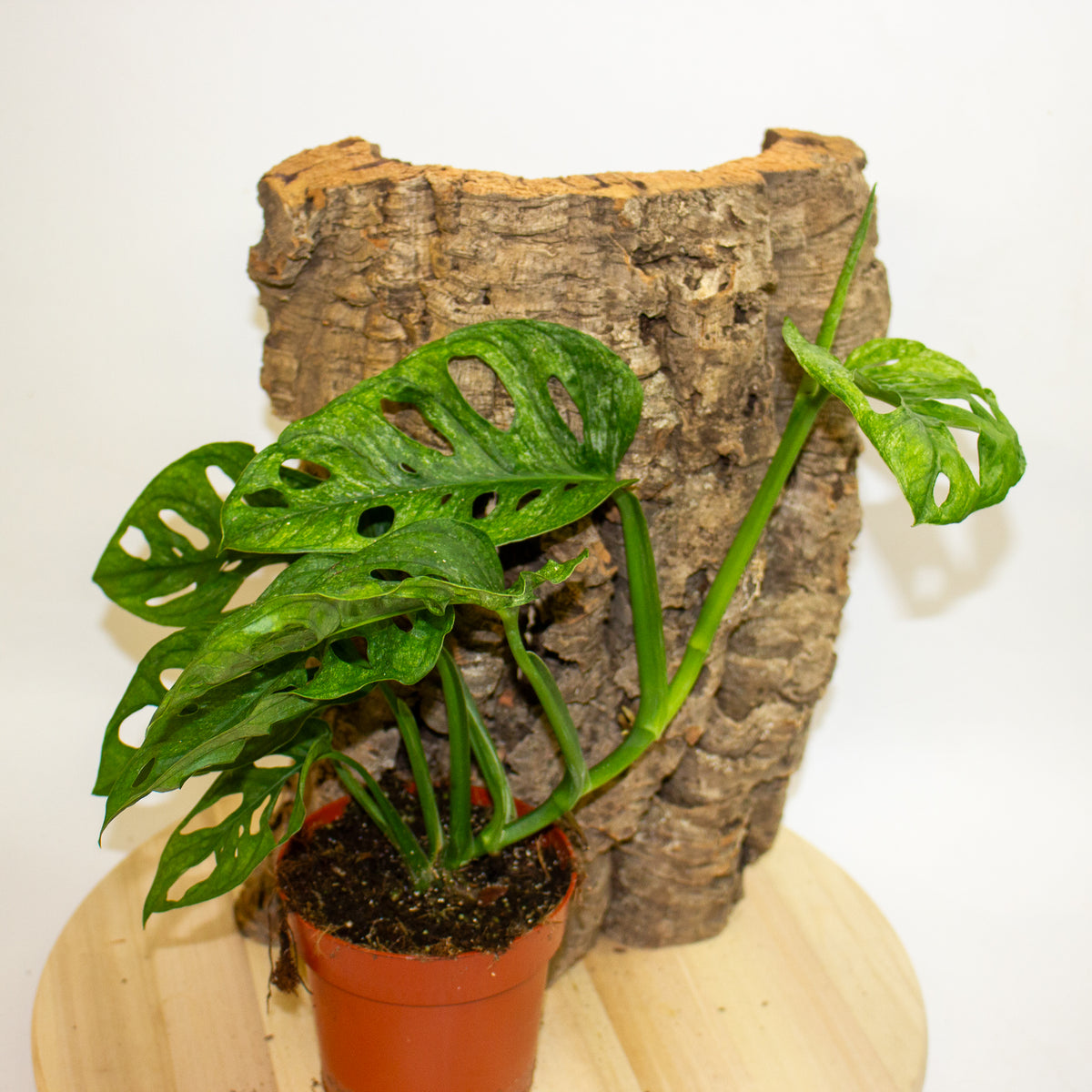 Monstera Adansonii Mint 12cm H20cm