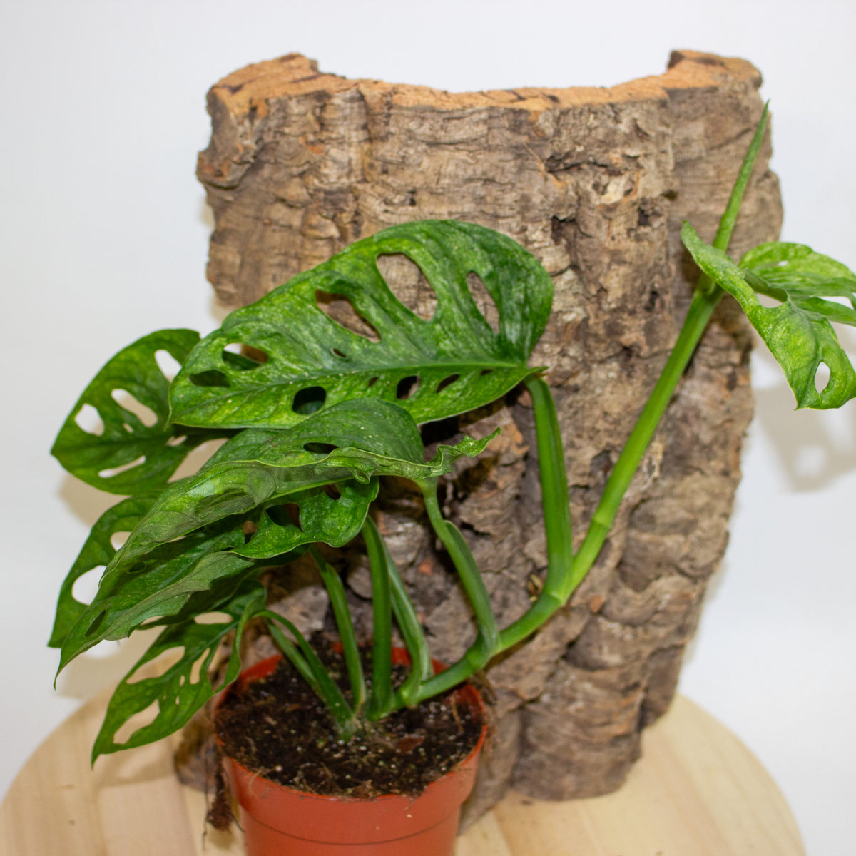 Monstera Adansonii Mint 12cm H20cm