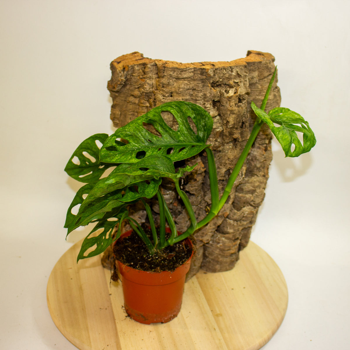 Monstera Adansonii Mint 12cm H20cm