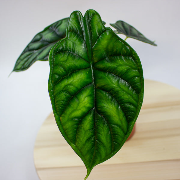 Alocasia 'Dragon Scale'