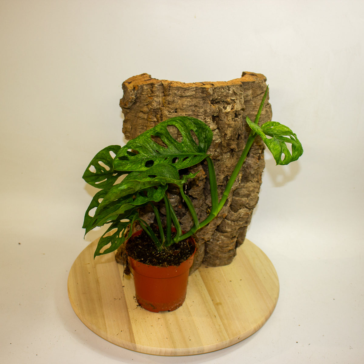Monstera Adansonii Mint 12cm H20cm