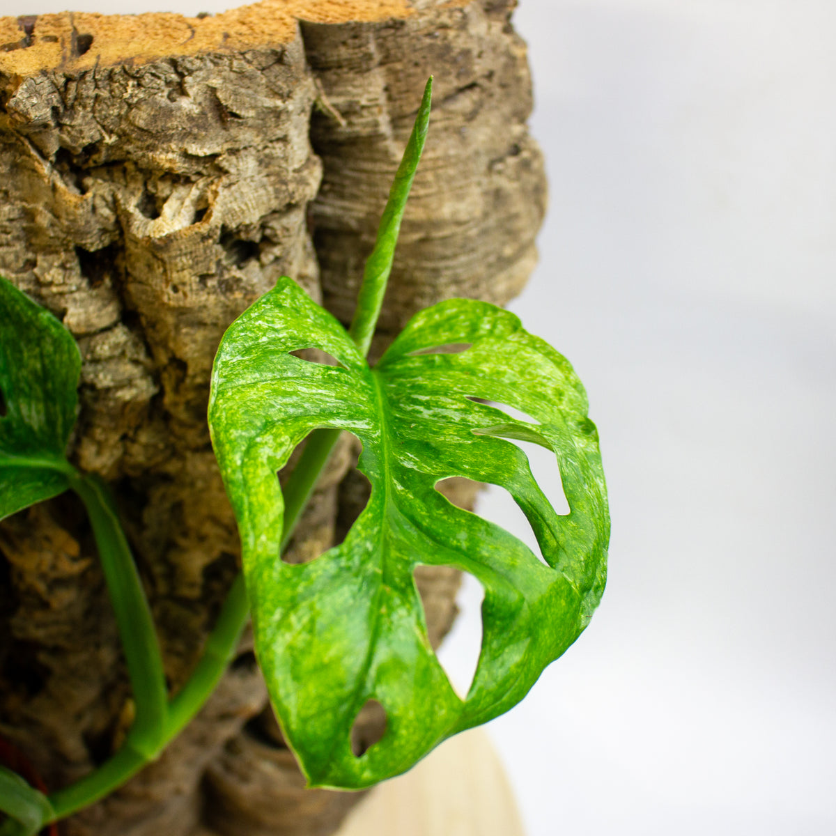 Monstera Adansonii Mint 12cm H20cm