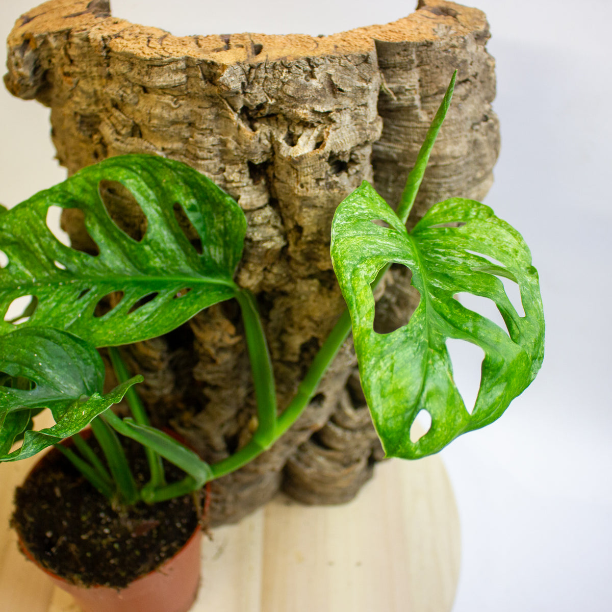 Monstera Adansonii Mint 12cm H20cm