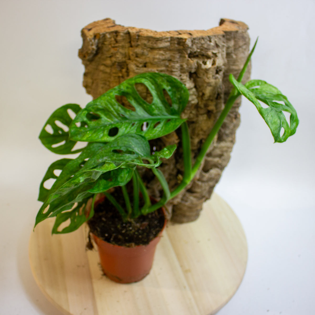 Monstera Adansonii Mint 12cm H20cm