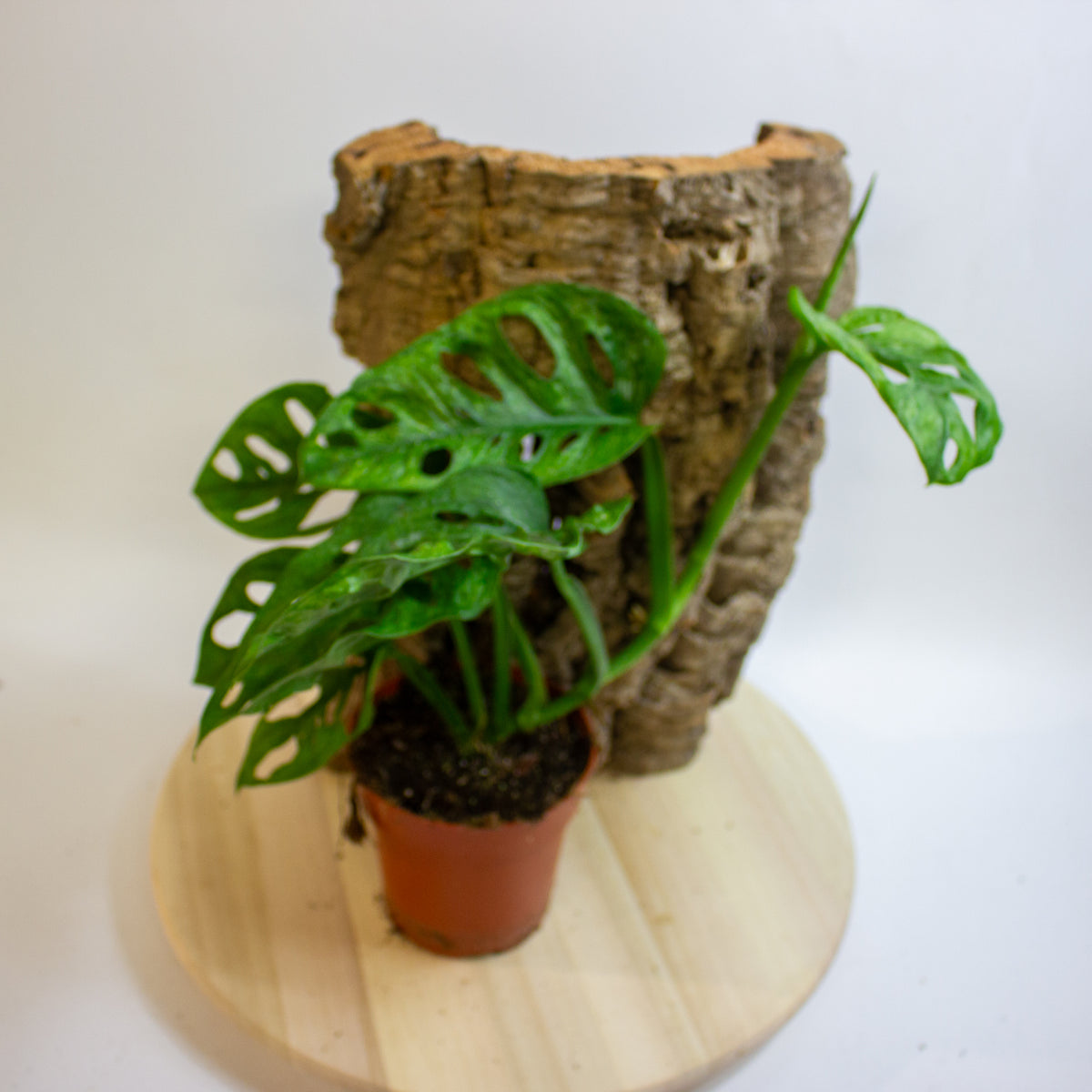 Monstera Adansonii Mint 12cm H20cm