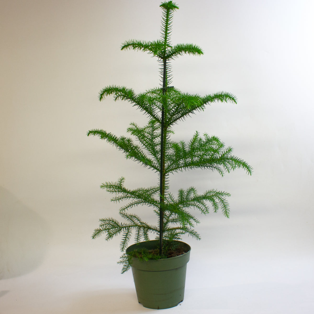 Araucaria heterophylla 'Norfolk Island Pine' 17cm H50cm