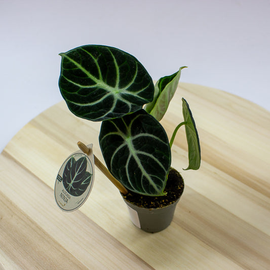 Alocasia Ninja 6cm H10cm