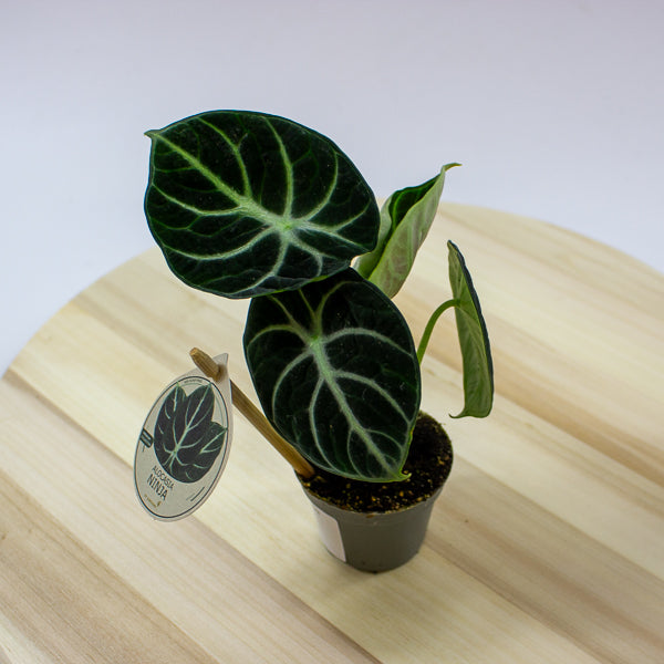 Alocasia 'Ninja'