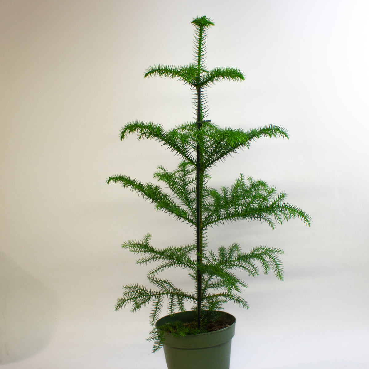 Araucaria heterophylla 'Norfolk Island Pine' 17cm H50cm