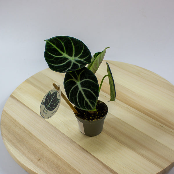 Alocasia Ninja 6cm H10cm
