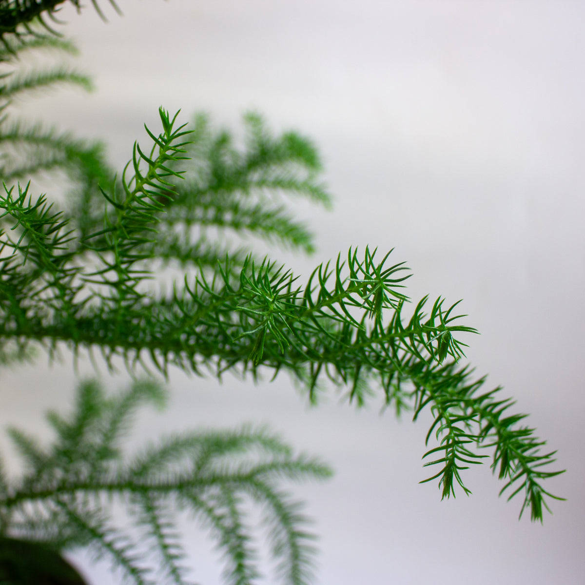Araucaria heterophylla 'Norfolk Island Pine' 17cm H50cm