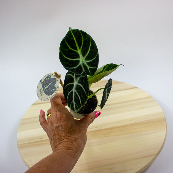 Alocasia Ninja 6cm H10cm
