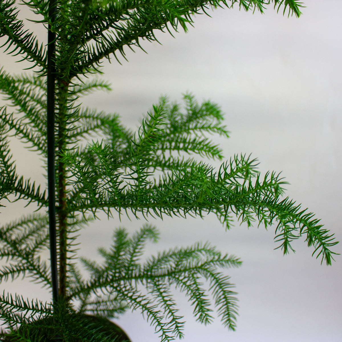 Araucaria heterophylla 'Norfolk Island Pine' 17cm H50cm