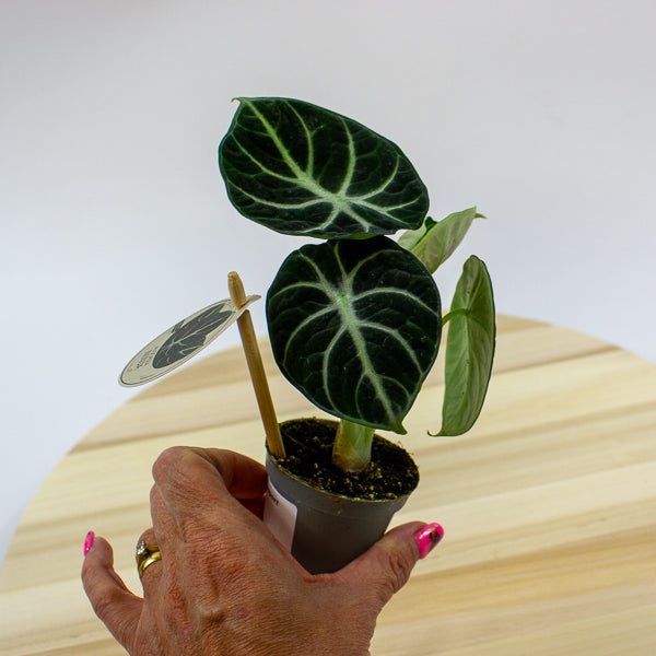 Alocasia Ninja 6cm H10cm