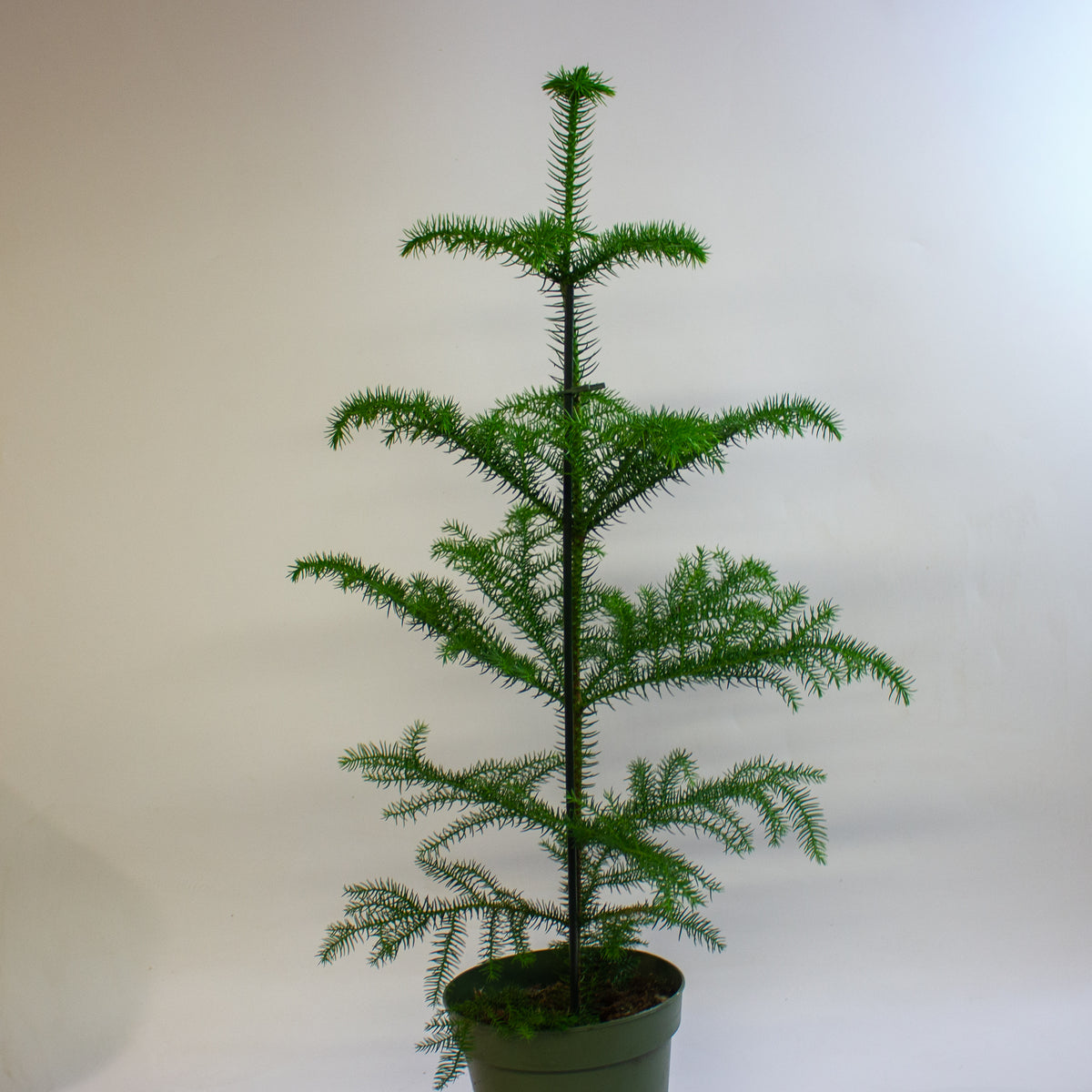 Araucaria heterophylla 'Norfolk Island Pine' 17cm H50cm