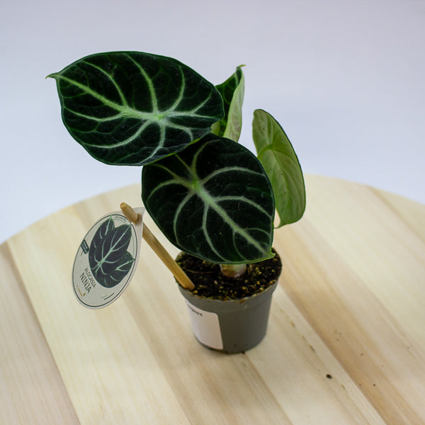 Alocasia Ninja 6cm H10cm