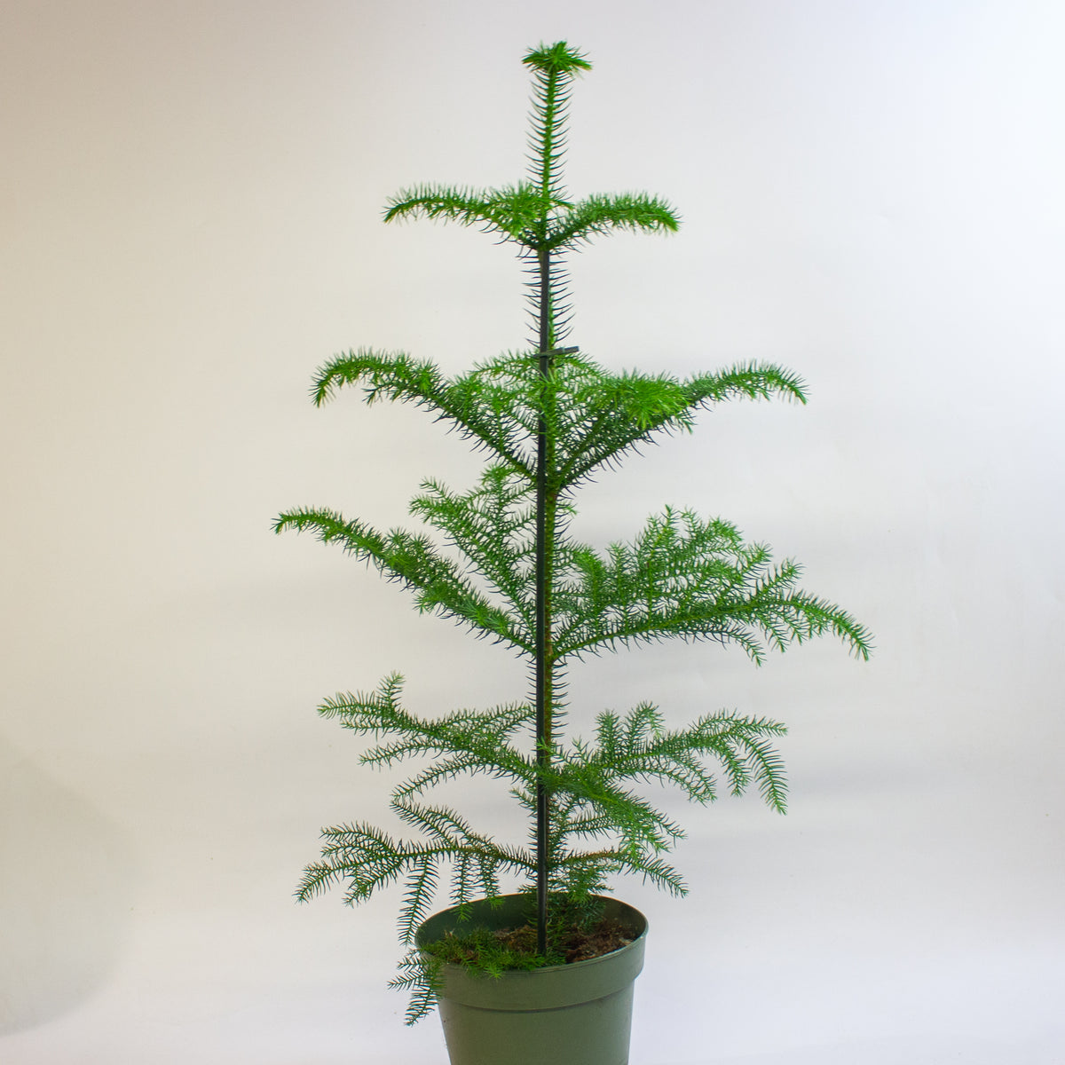 Araucaria heterophylla 'Norfolk Island Pine' 17cm H50cm