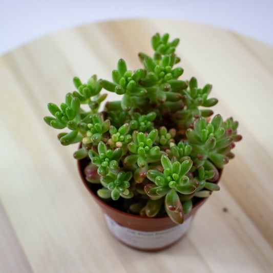 Sedum Rubrotinctum aurora 8.5cm H12cm